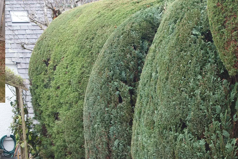 Professional hedge trimming