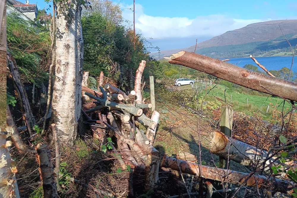 Tree cutting in the Highlands